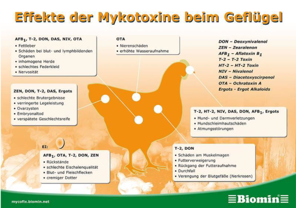 Effekte der Mykotoxine beim Geflügel